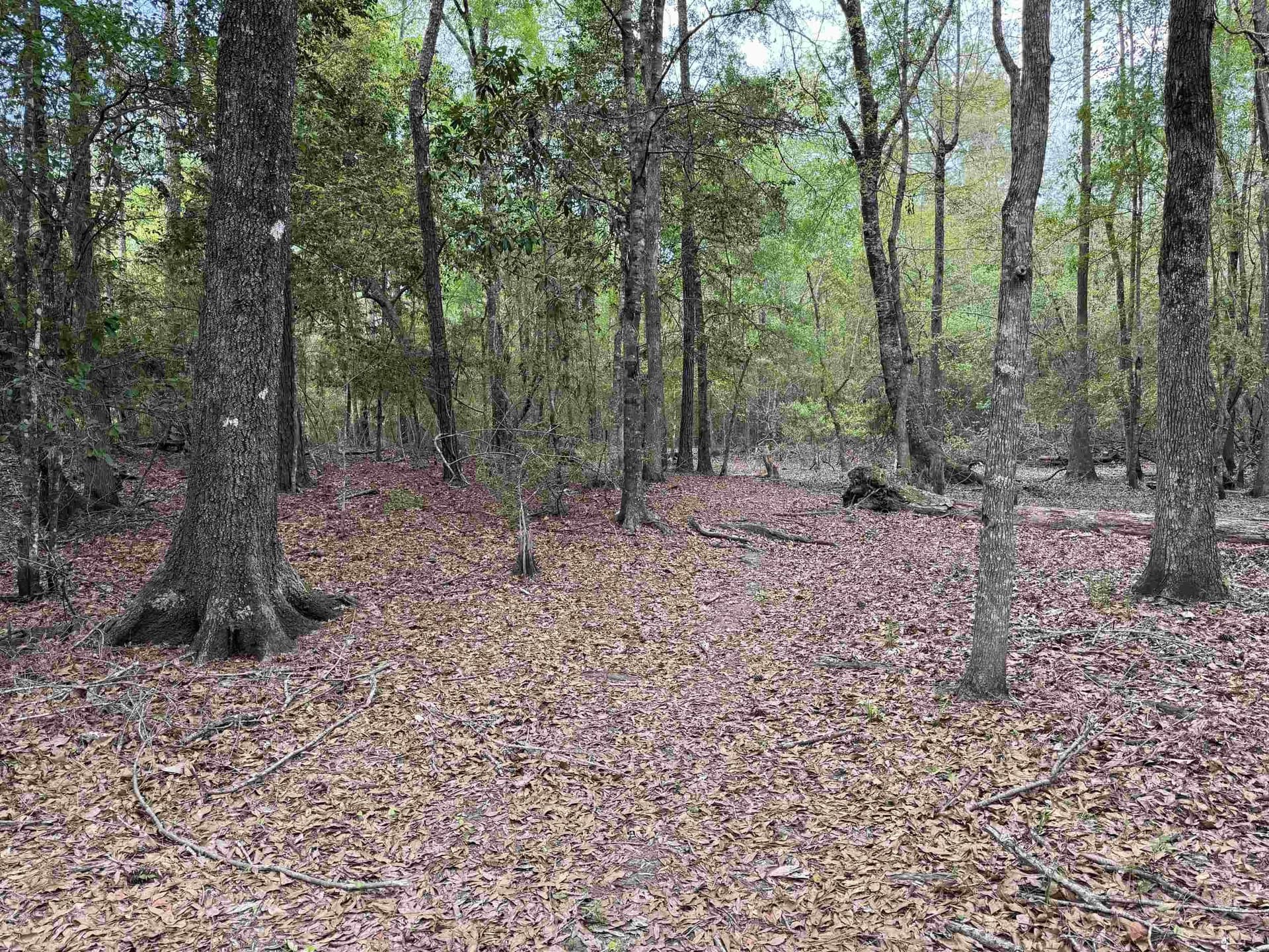 162.34 acres in Texas County - photo 8