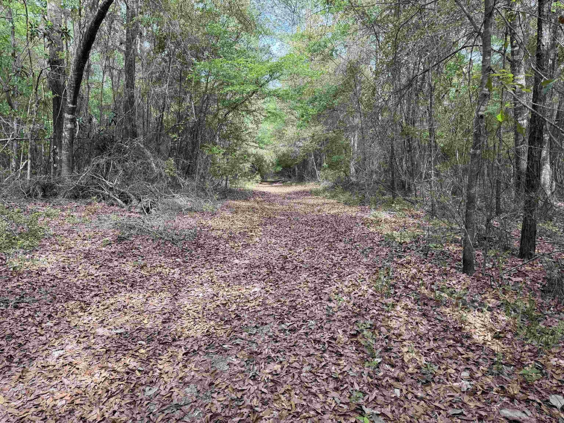 162.34 acres in Texas County - photo 15