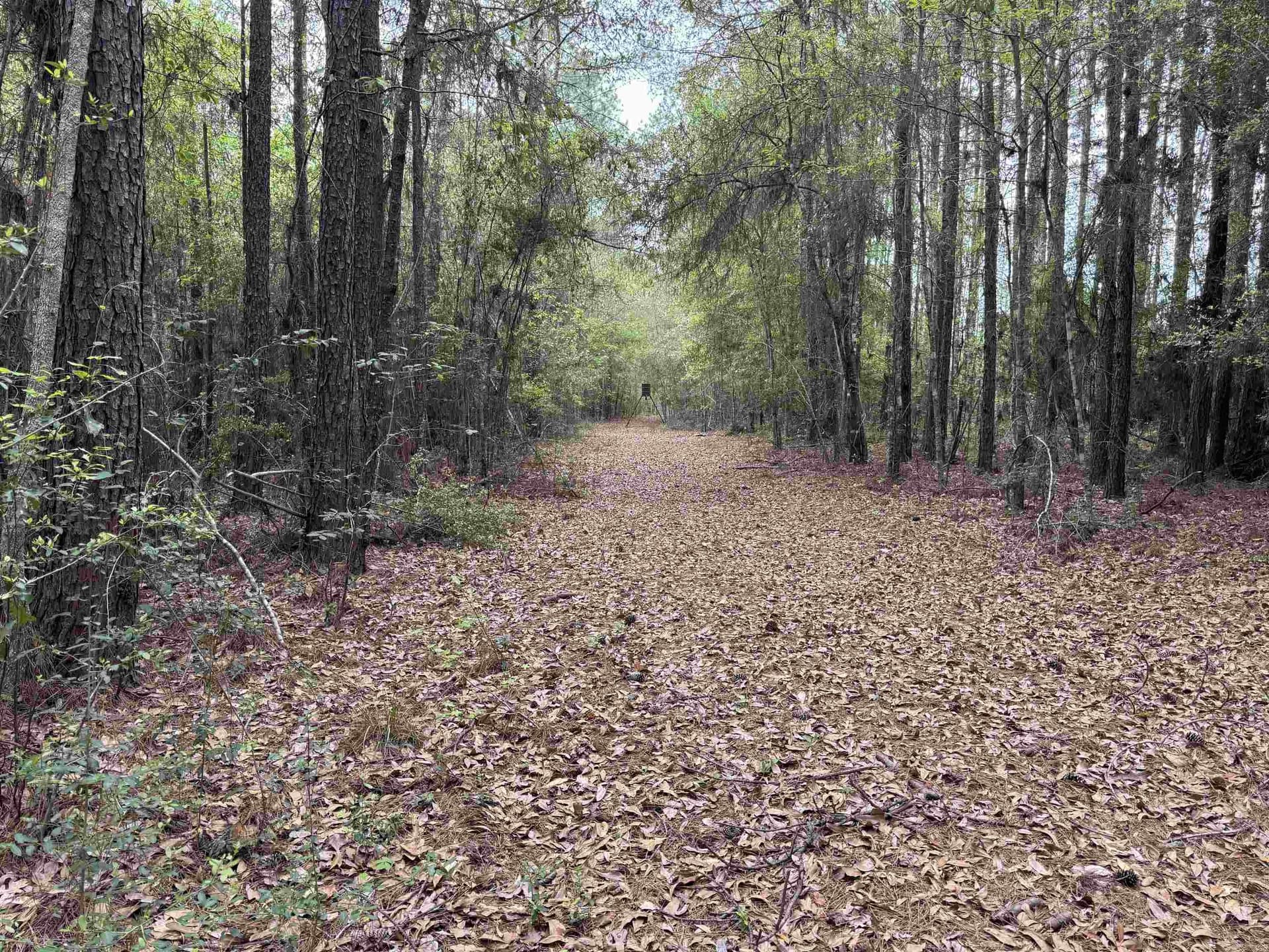 162.34 acres in Texas County - photo 7