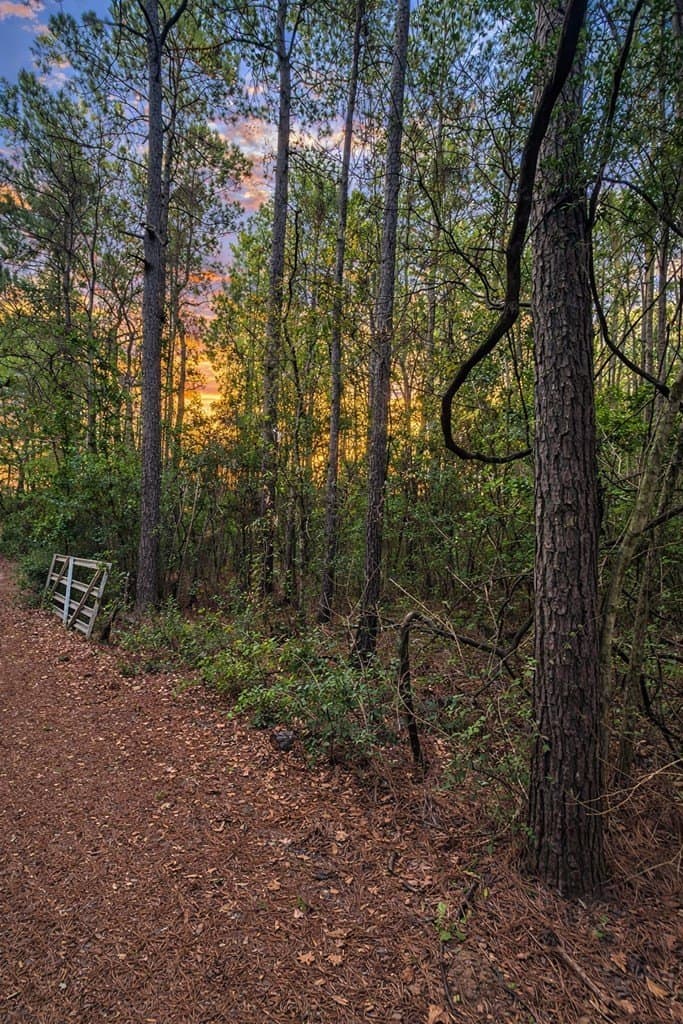 12.4 acres in Texas County gallery image 2