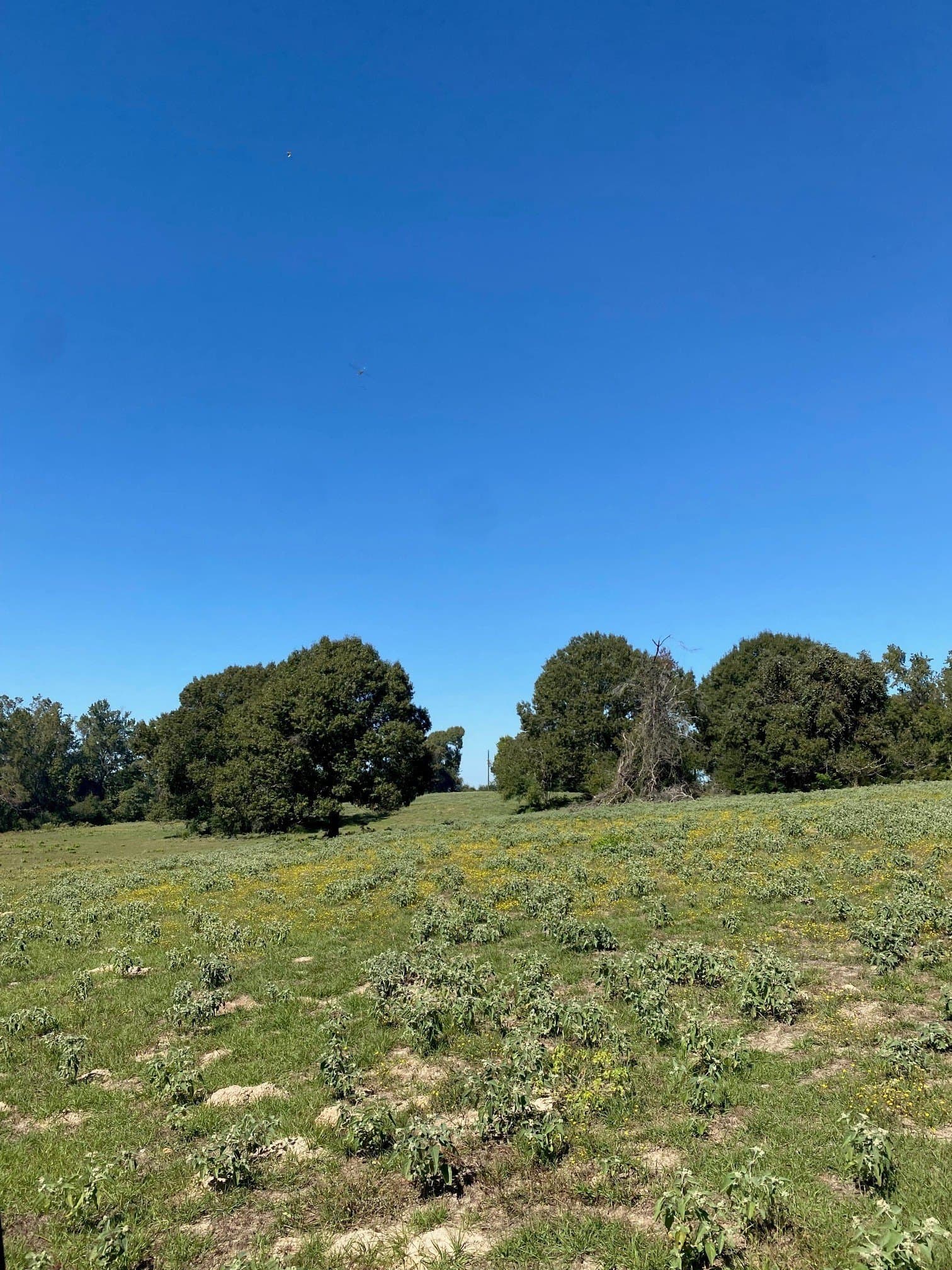 10.48 acres in Leon County - photo 6