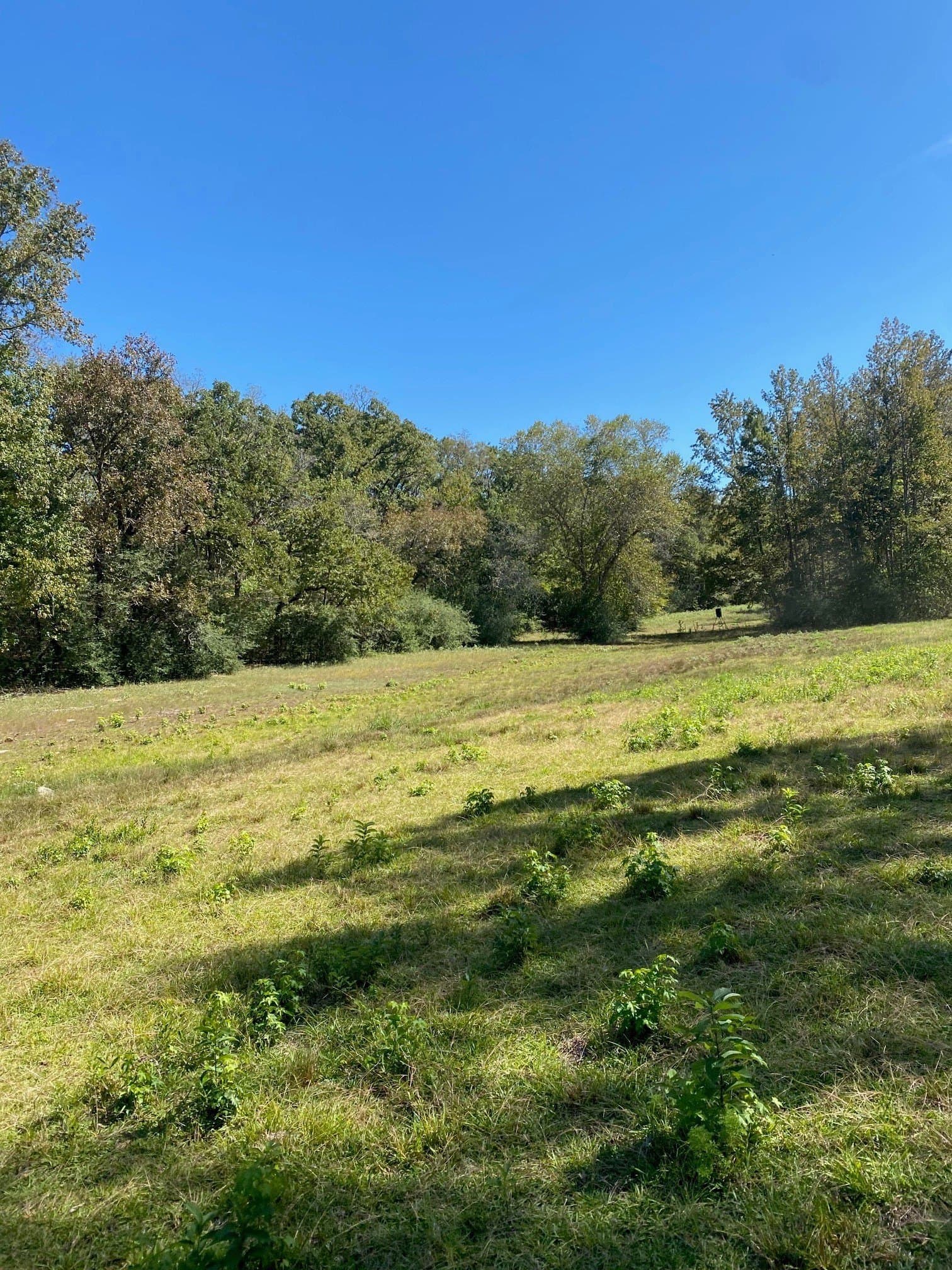 10.48 acres in Leon County - photo 3