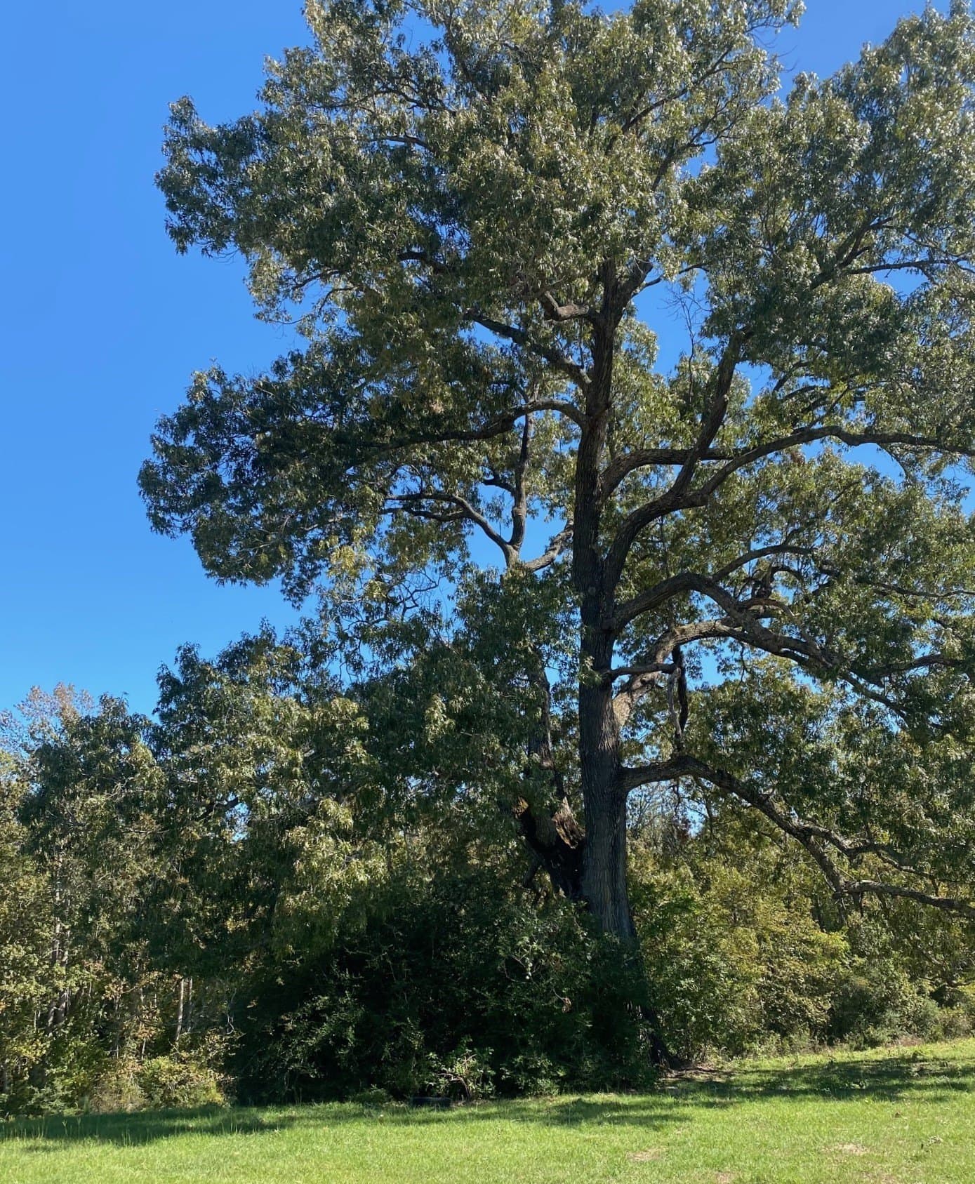 10.48 acres in Leon County - photo 4