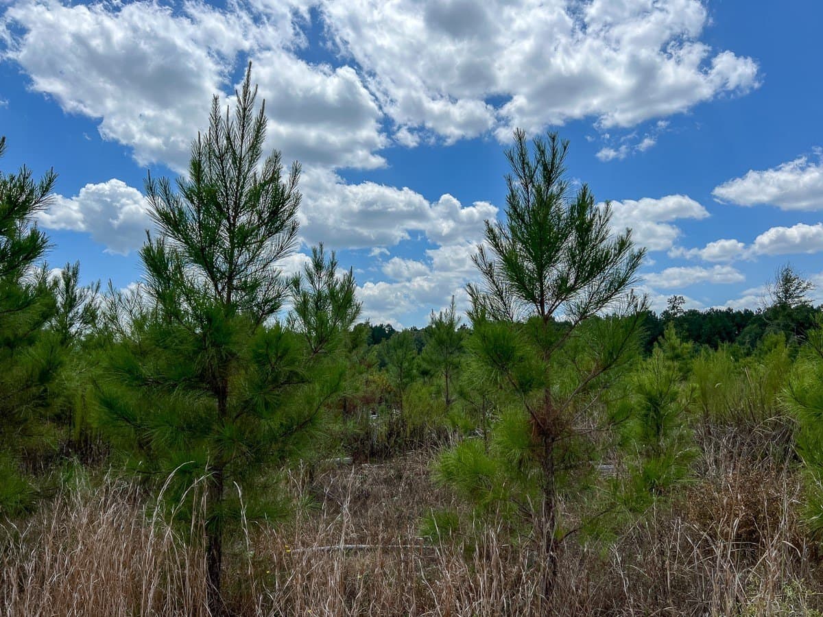231 acres in Tyler County - photo 11