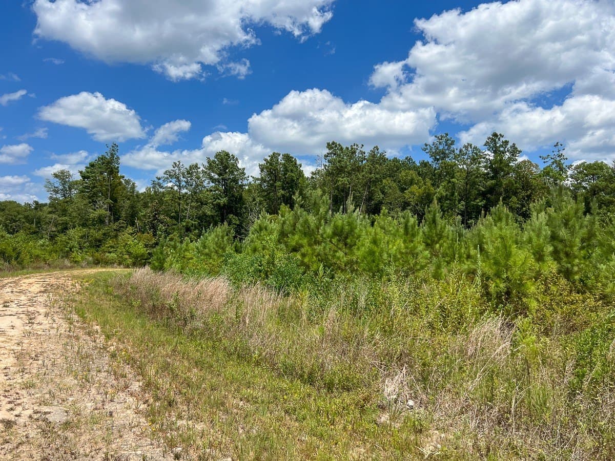 231 acres in Tyler County - photo 4