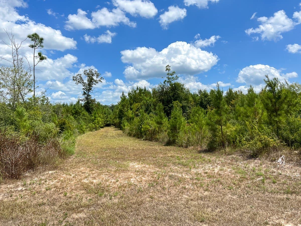 231 acres in Tyler County - photo 8