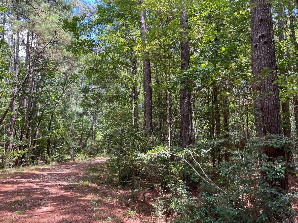 231 acres in Tyler County - photo 6