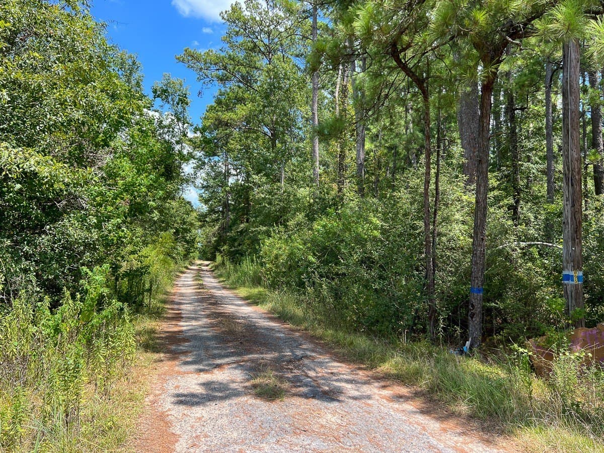 231 acres in Tyler County - photo 13