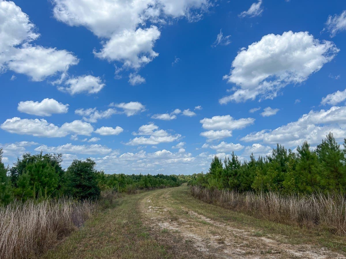 231 acres in Tyler County - photo 12