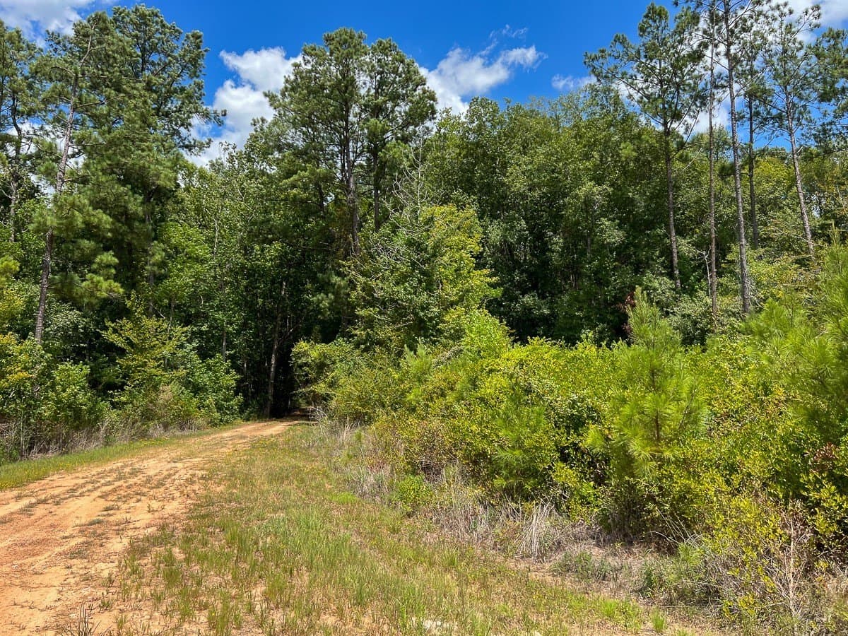 231 acres in Tyler County - photo 5