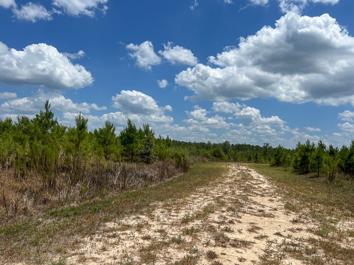 231 acres in Tyler County - photo 10