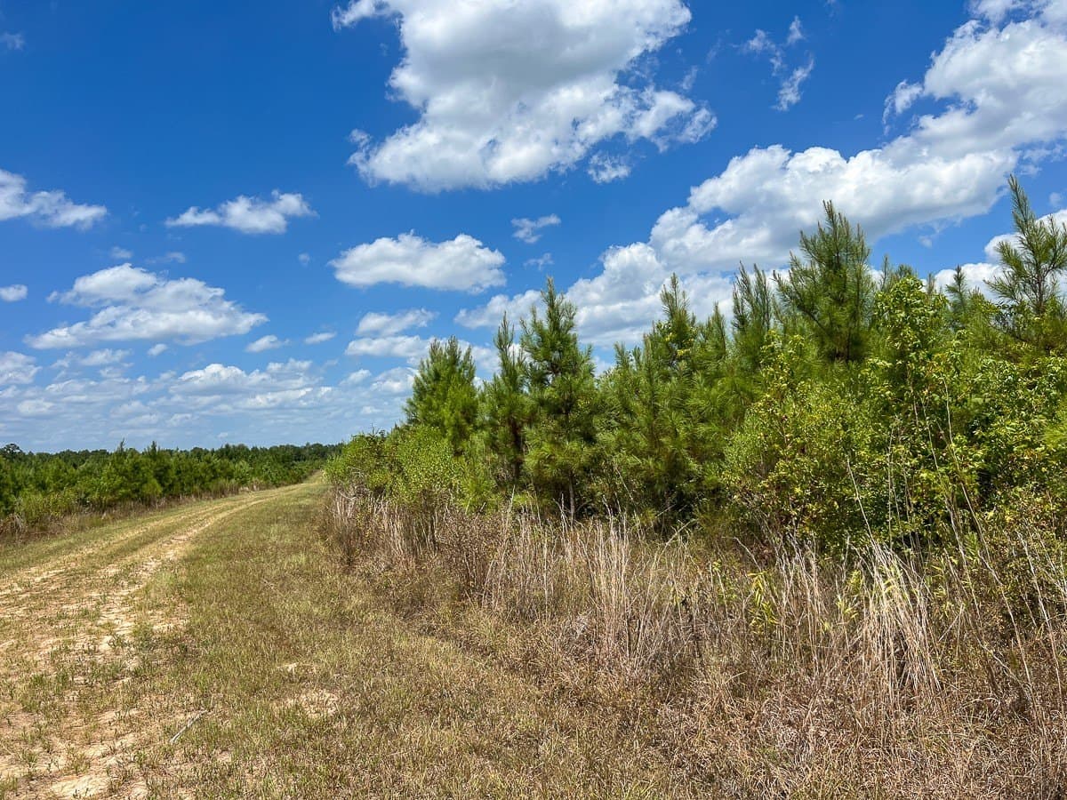 231 acres in Tyler County - photo 9
