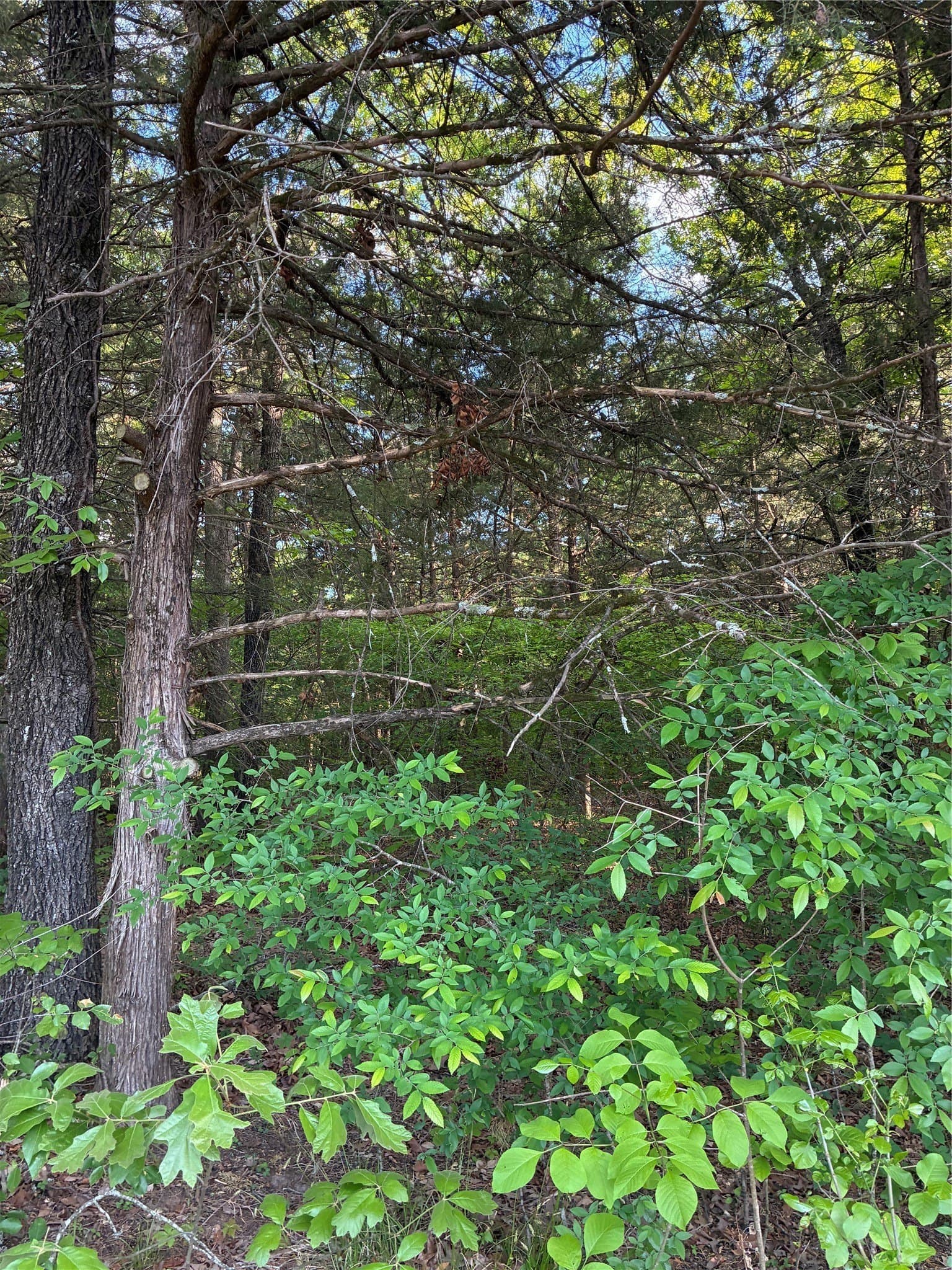 0.29 acres in Fannin County - photo 2