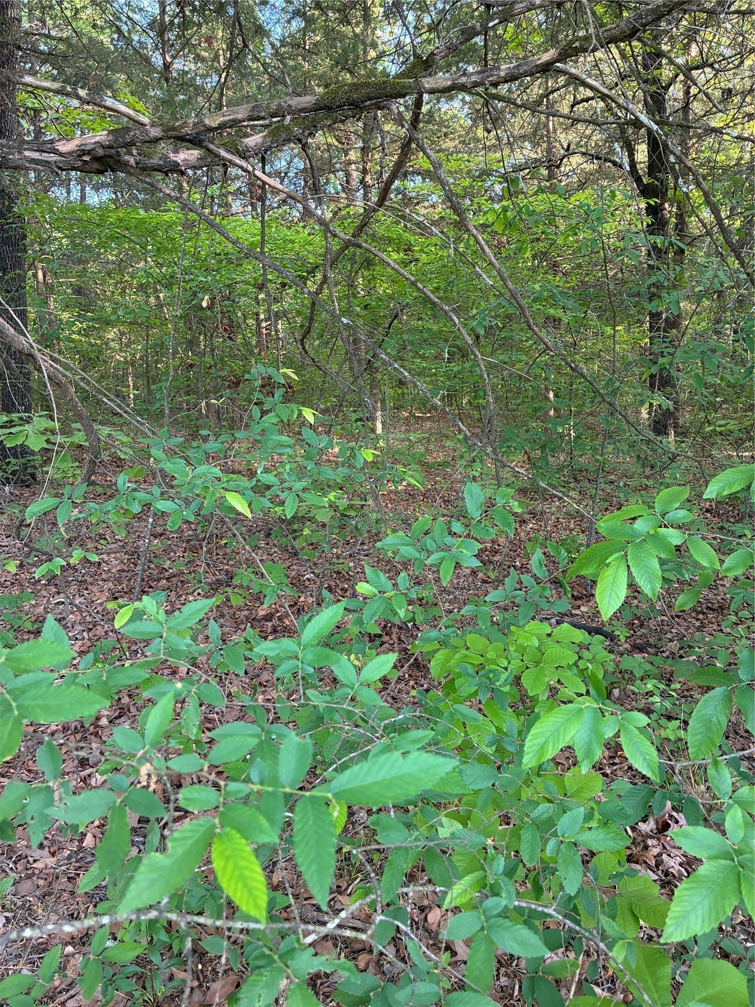 0.29 acres in Fannin County - photo 7