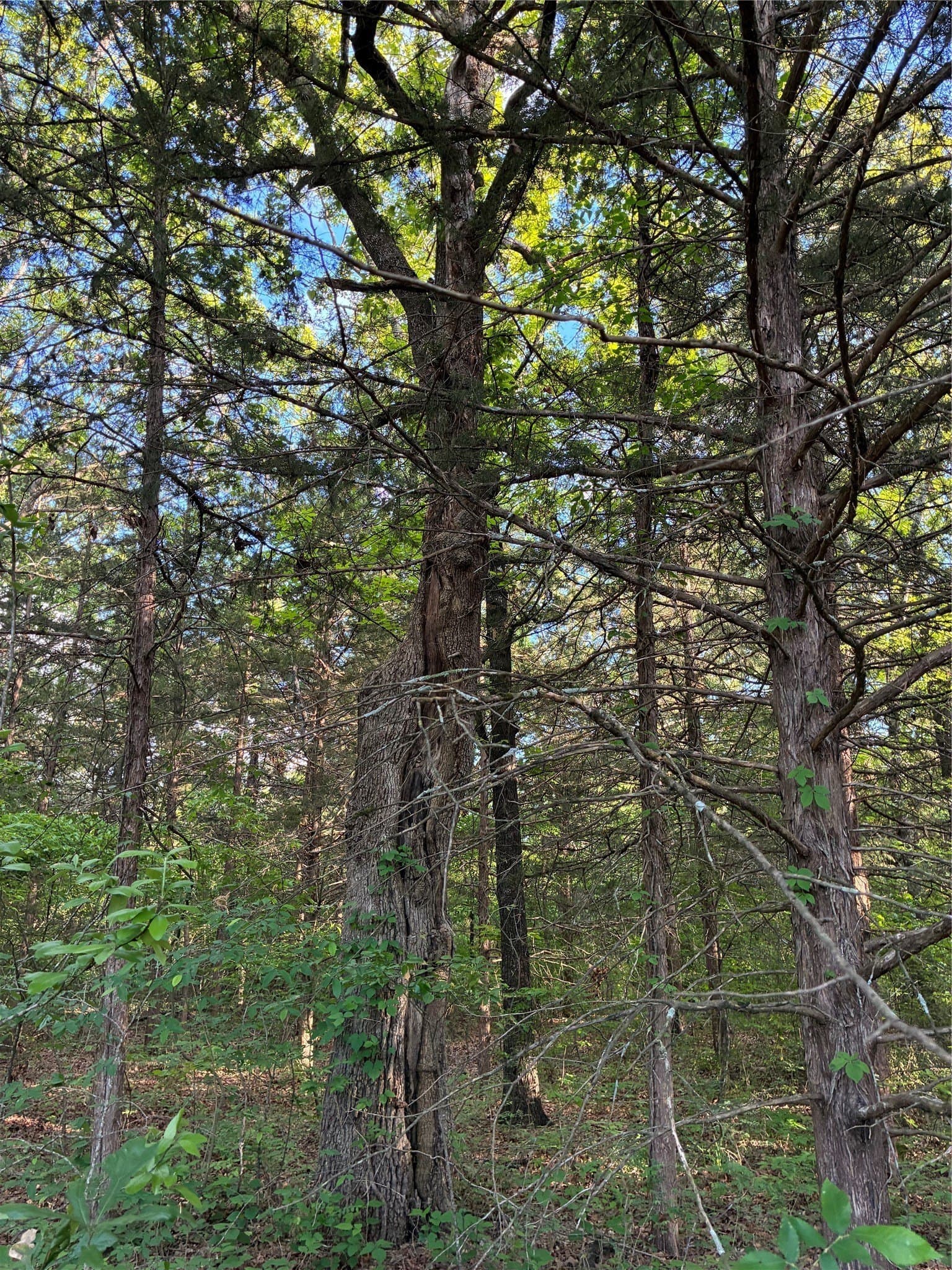 0.29 acres in Fannin County - photo 8