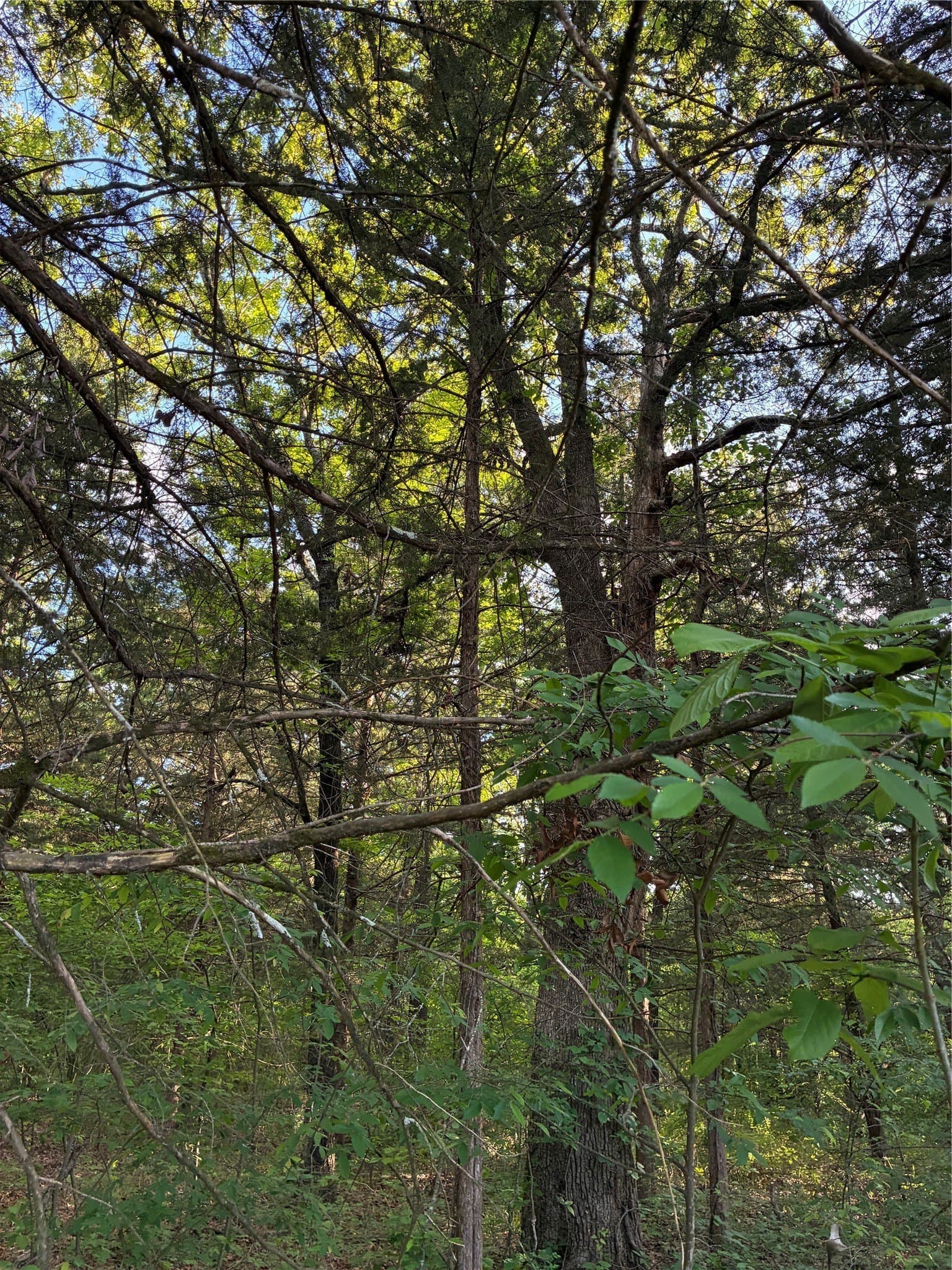 0.29 acres in Fannin County - photo 6