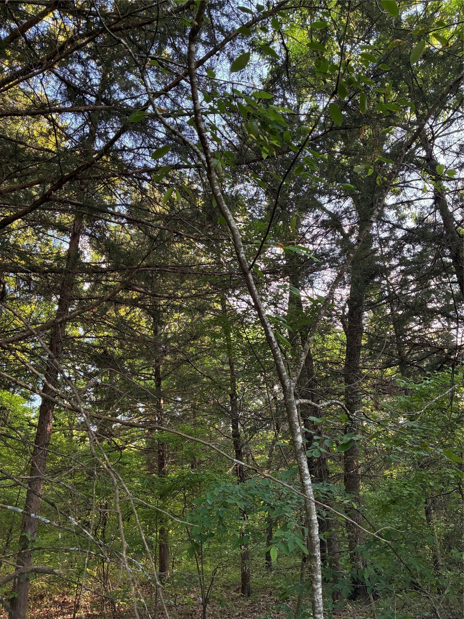 0.29 acres in Fannin County - photo 10