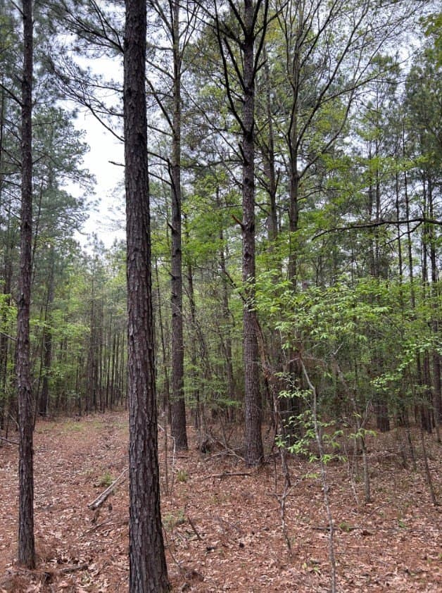 2.58 acres in Texas County gallery image 2