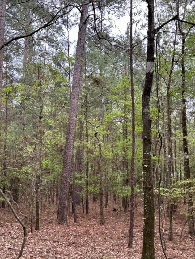 2.58 acres in Texas County - photo 8