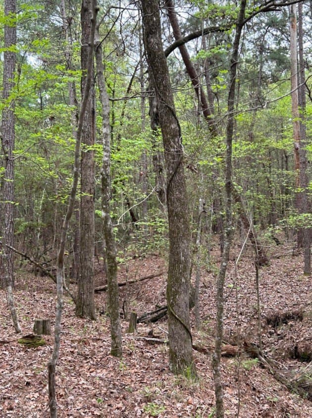 2.58 acres in Texas County - photo 7
