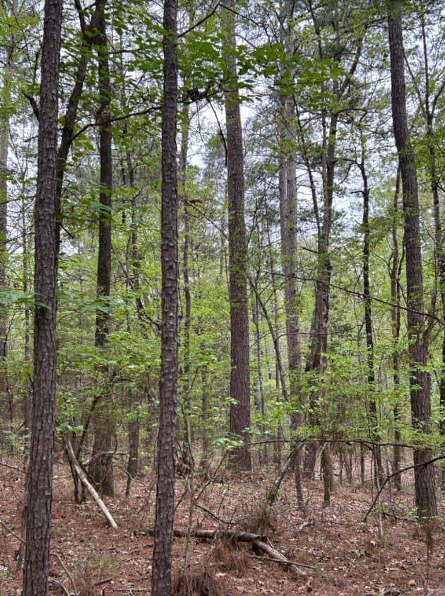 2.58 acres in Texas County featured view