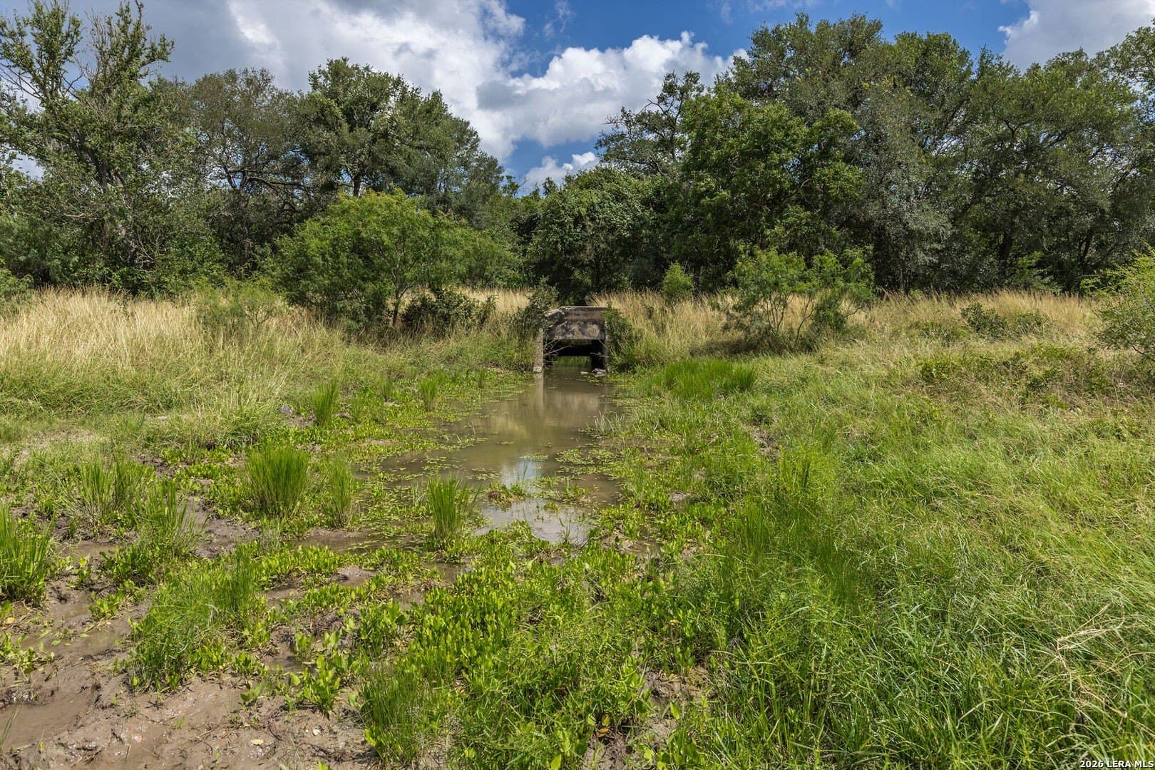 40 acres in Guadalupe County gallery image 3