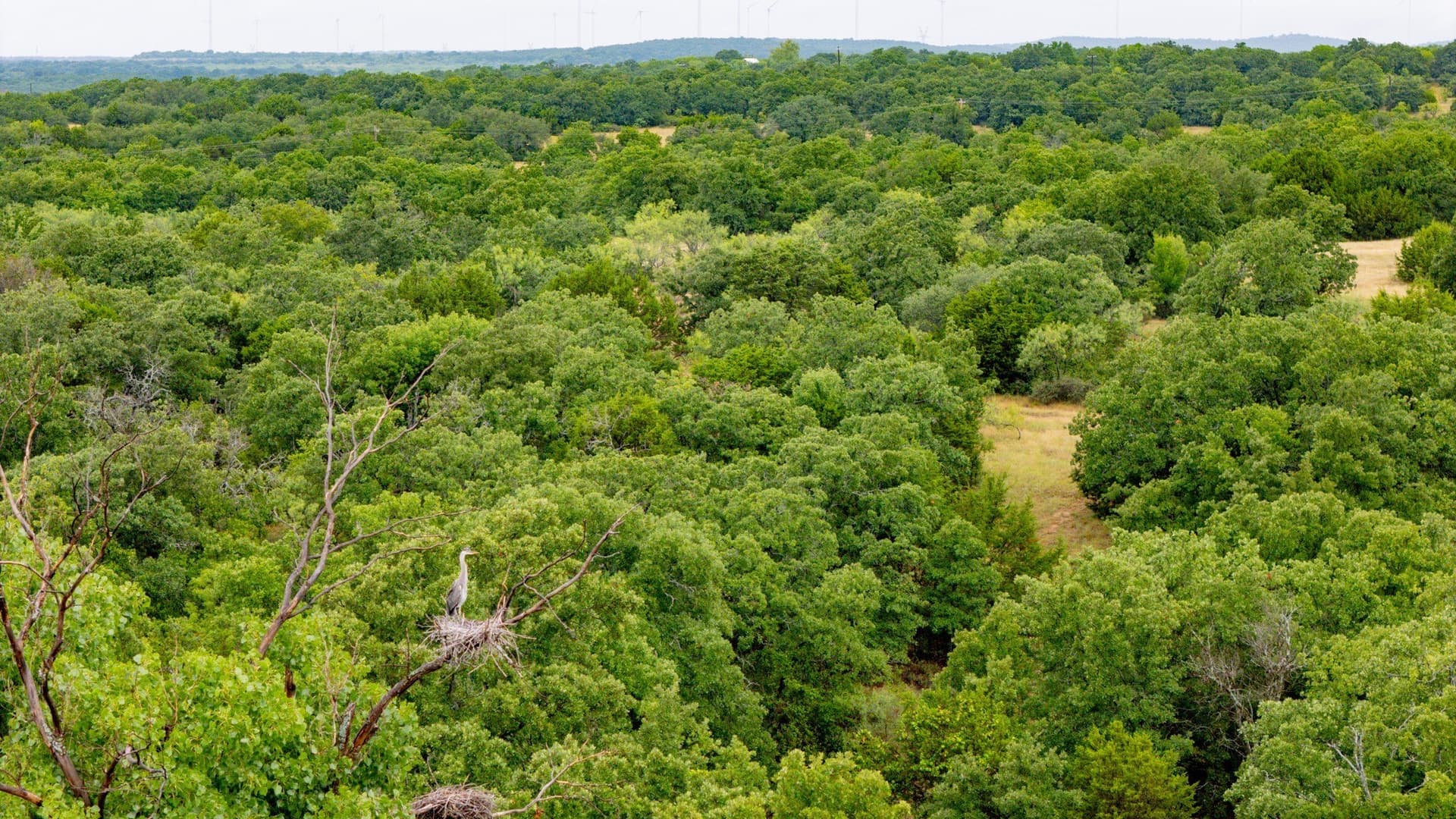 209 acres in Jack County - photo 5