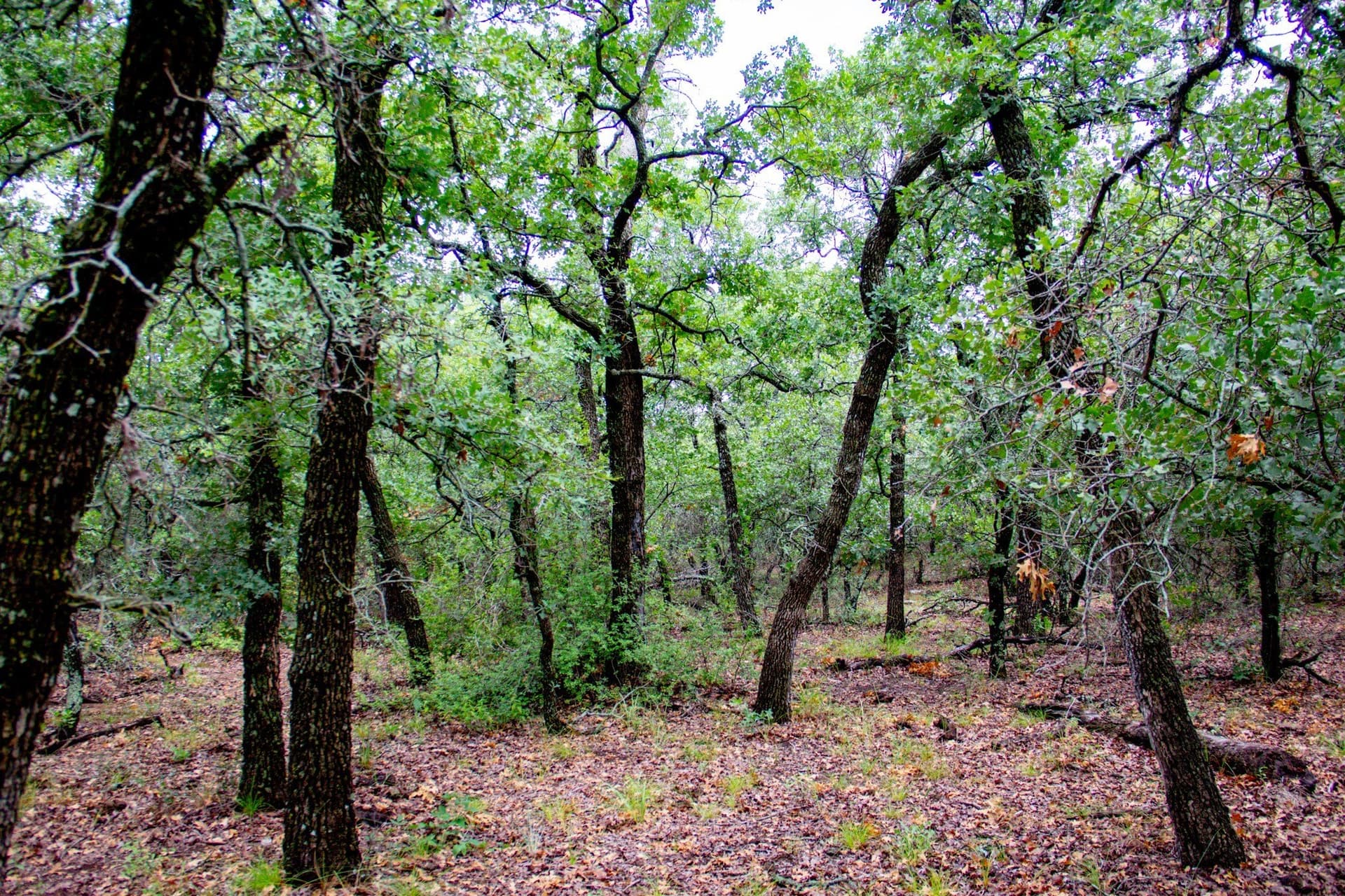 209 acres in Jack County - photo 28