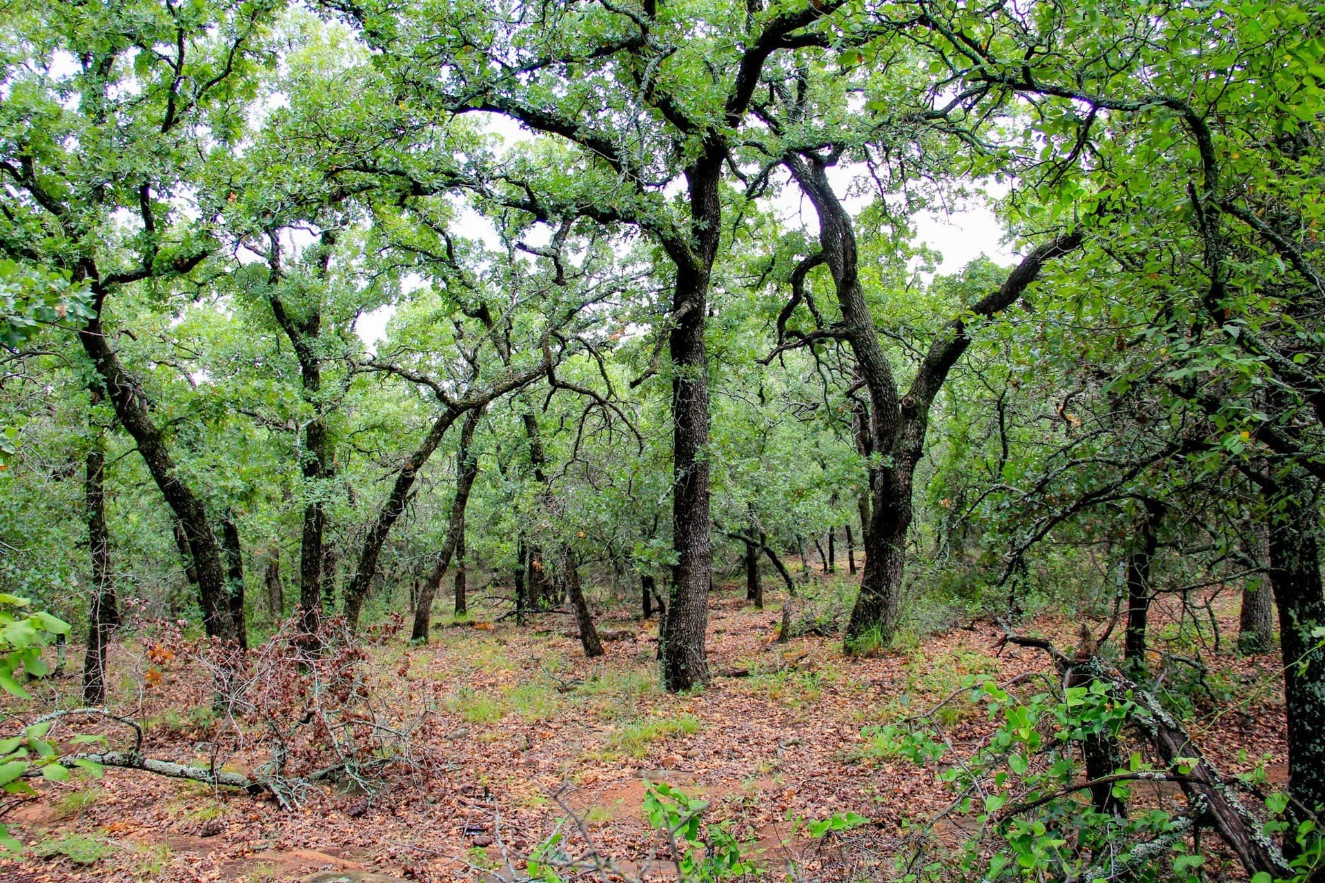 209 acres in Jack County - photo 17