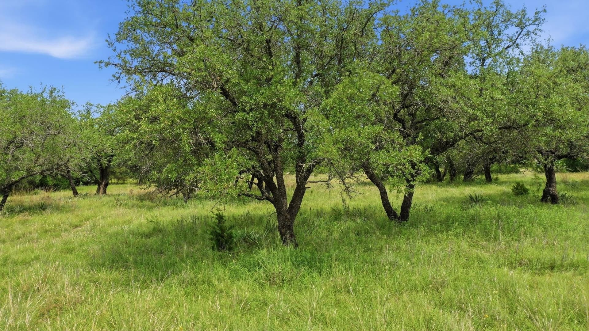 20 acres in Mills County - photo 43