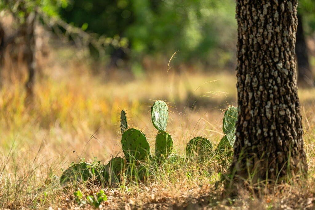 4.05 acres in Gillespie County - photo 12