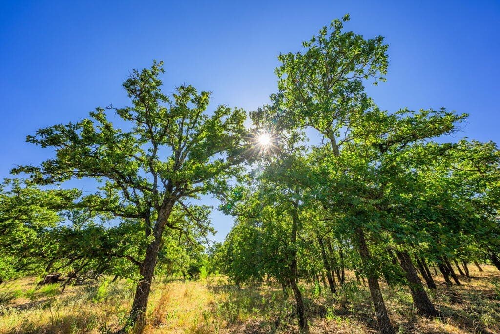 4.05 acres in Gillespie County - photo 5