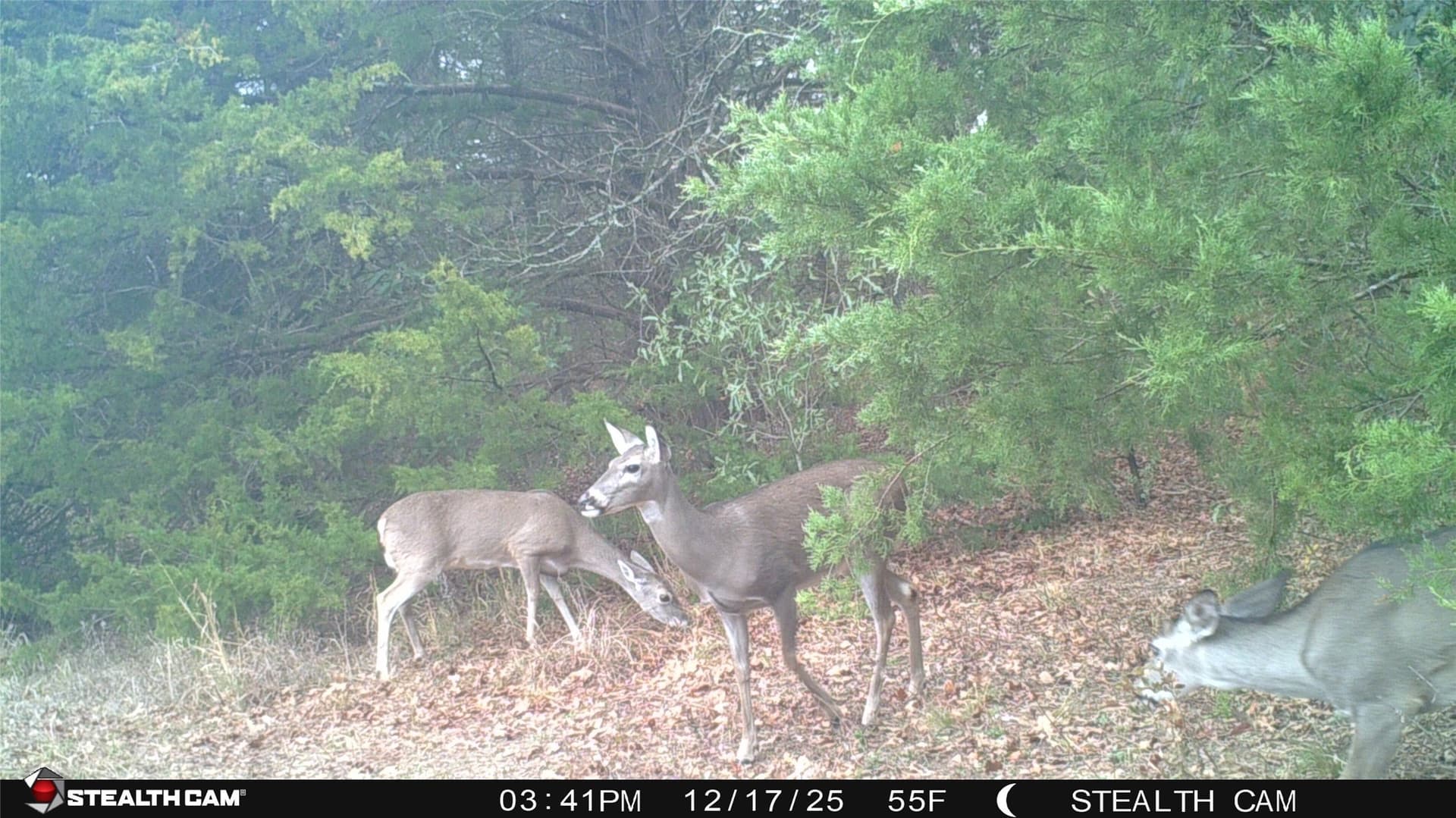 106.96 acres in Hopkins County - photo 31
