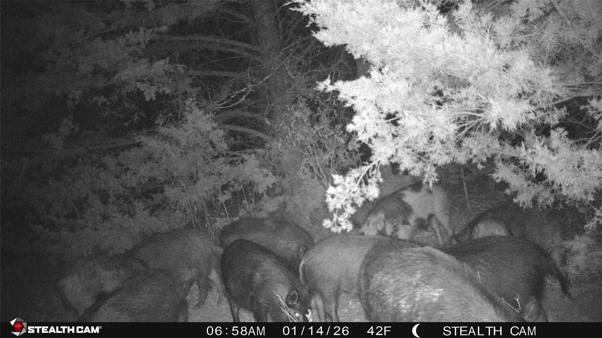 106.96 acres in Hopkins County - photo 32