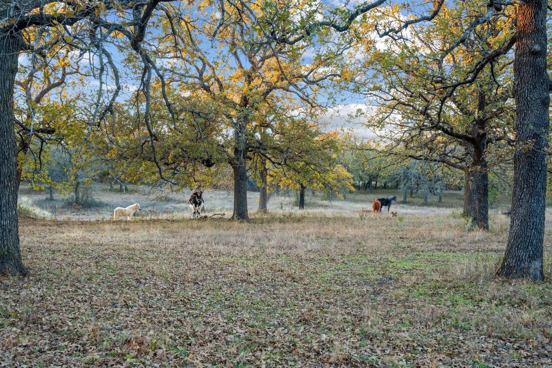 33.34 acres in Wise County - photo 26