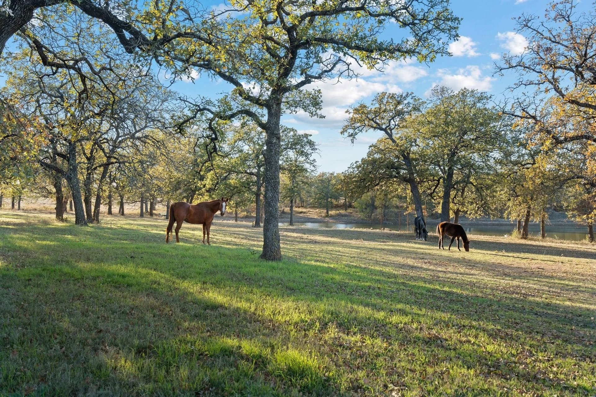 33.34 acres in Wise County gallery image 4