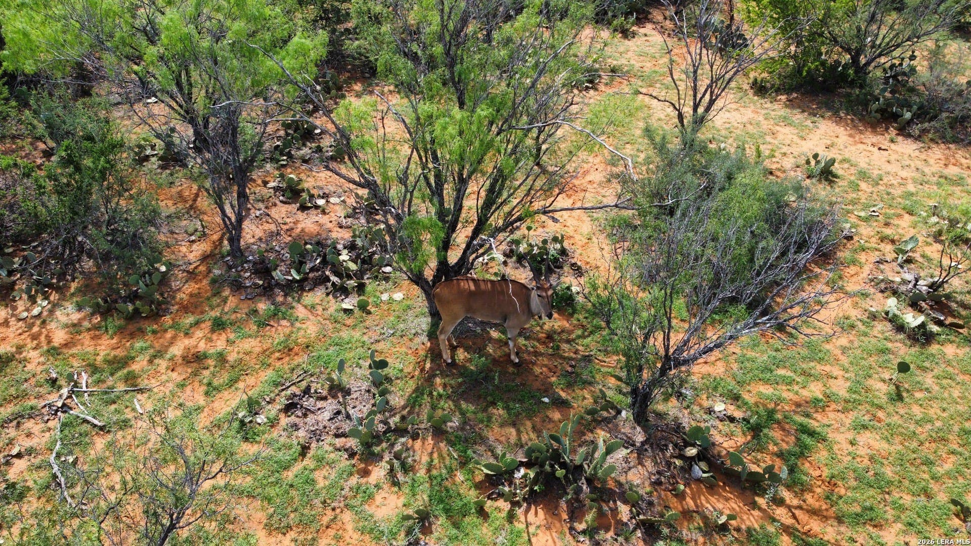 142.85 acres in Webb County - photo 23