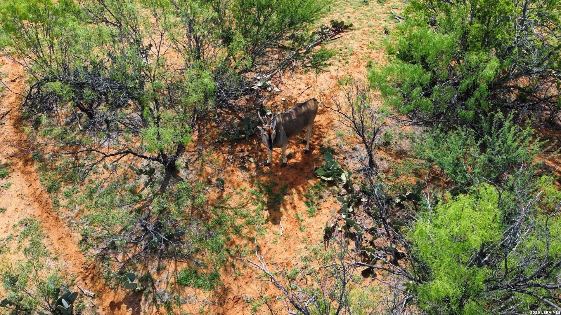 142.85 acres in Webb County - photo 22