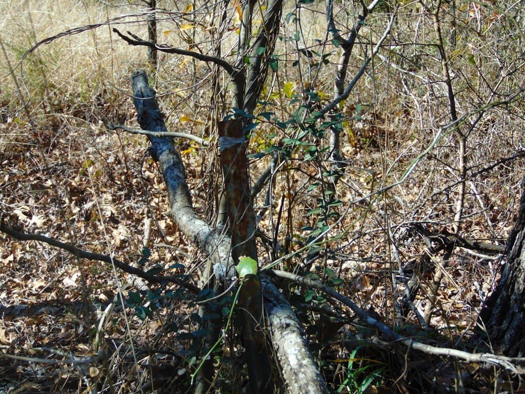 20 acres in Texas County - photo 13