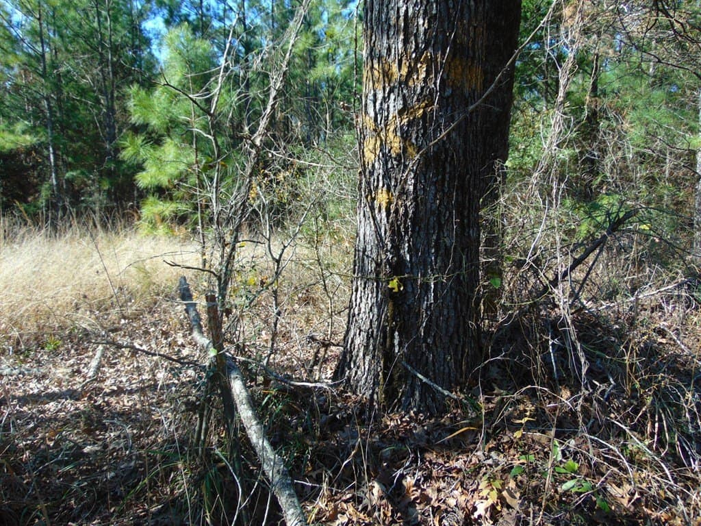 20 acres in Texas County - photo 11
