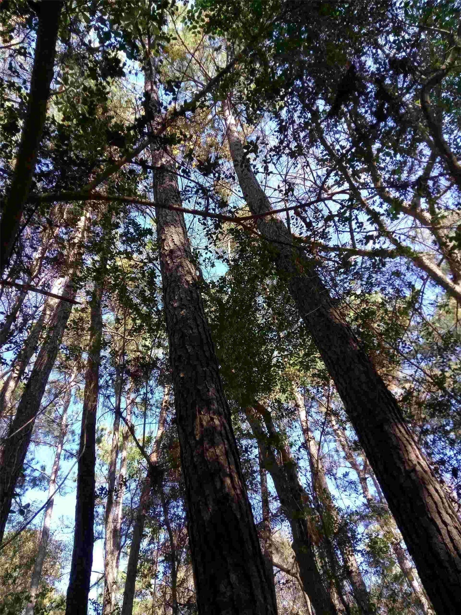 3 acres in Montgomery County - photo 8