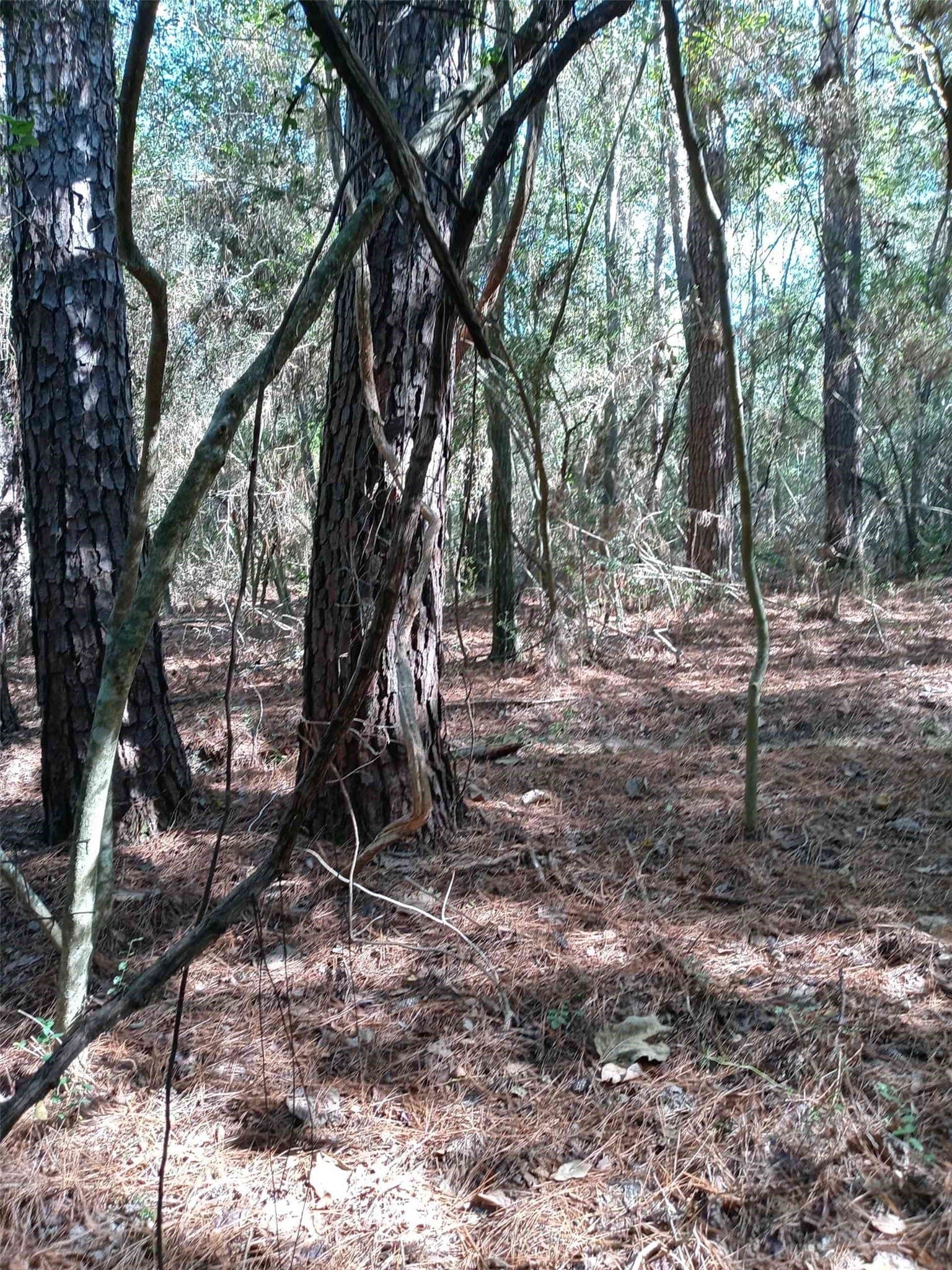 3 acres in Montgomery County - photo 5