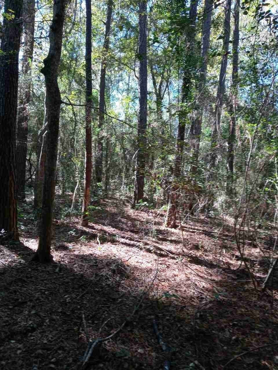 3 acres in Montgomery County - photo 12
