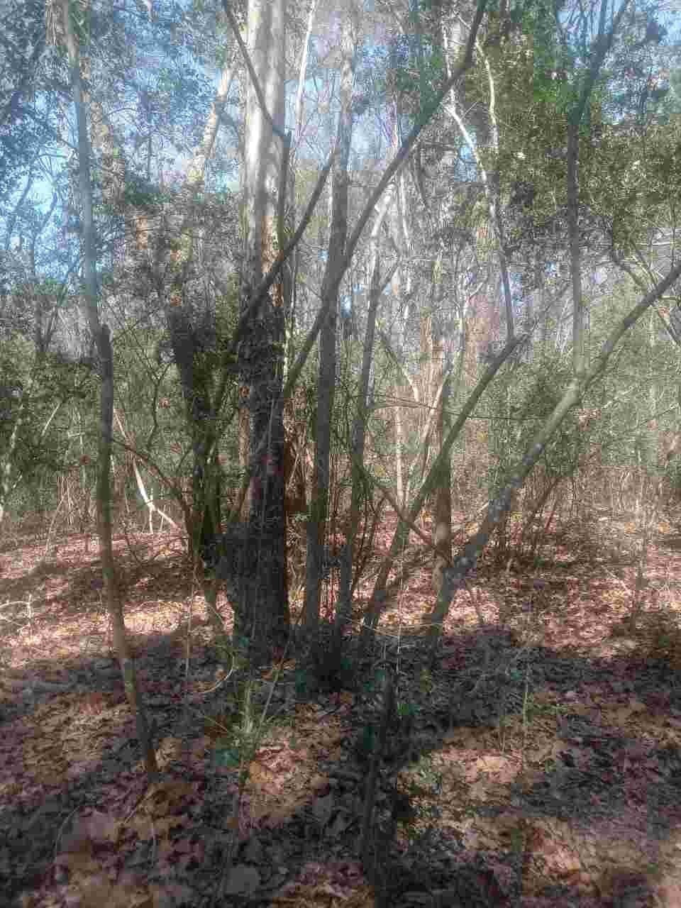 3 acres in Montgomery County - photo 3