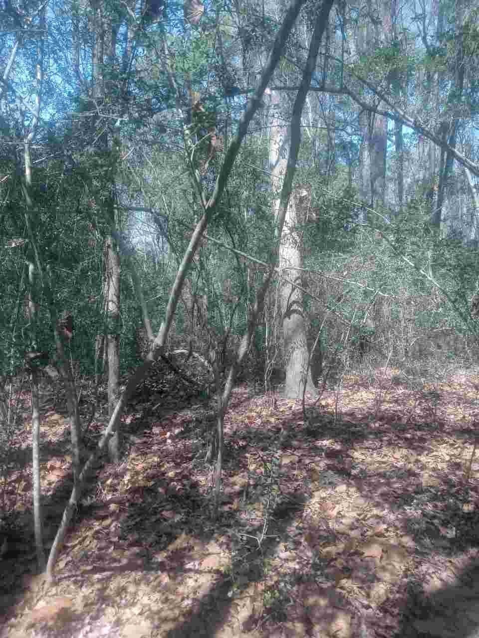 3 acres in Montgomery County - photo 11