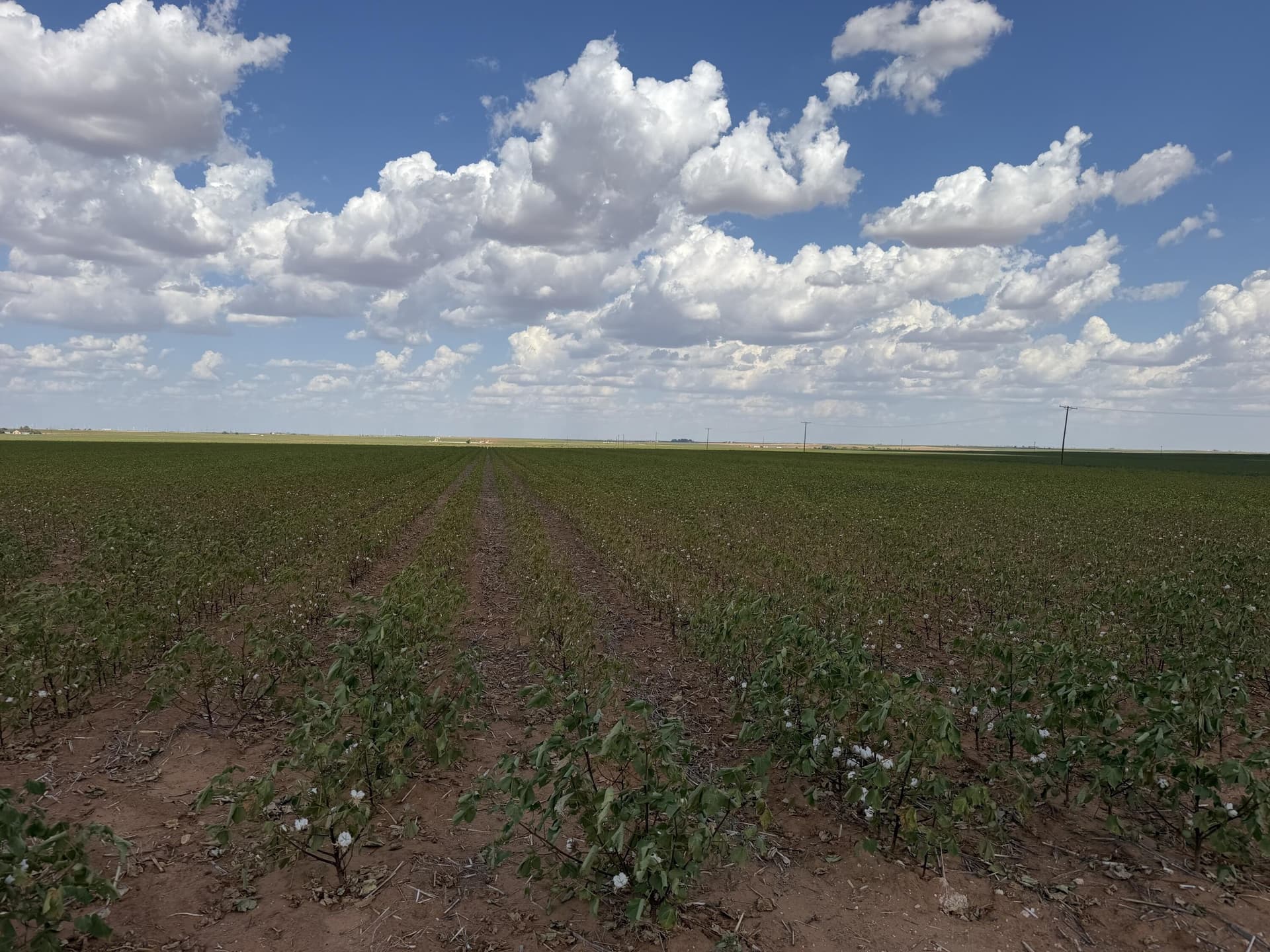 160 acres in Dawson County - photo 3