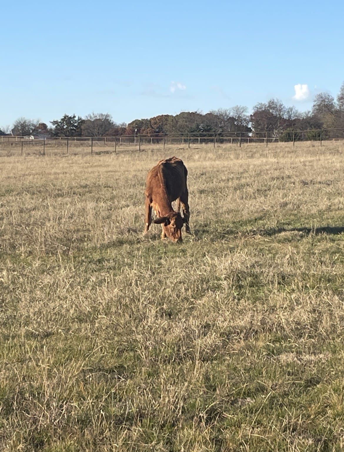 10.07 acres in Collin County - photo 4