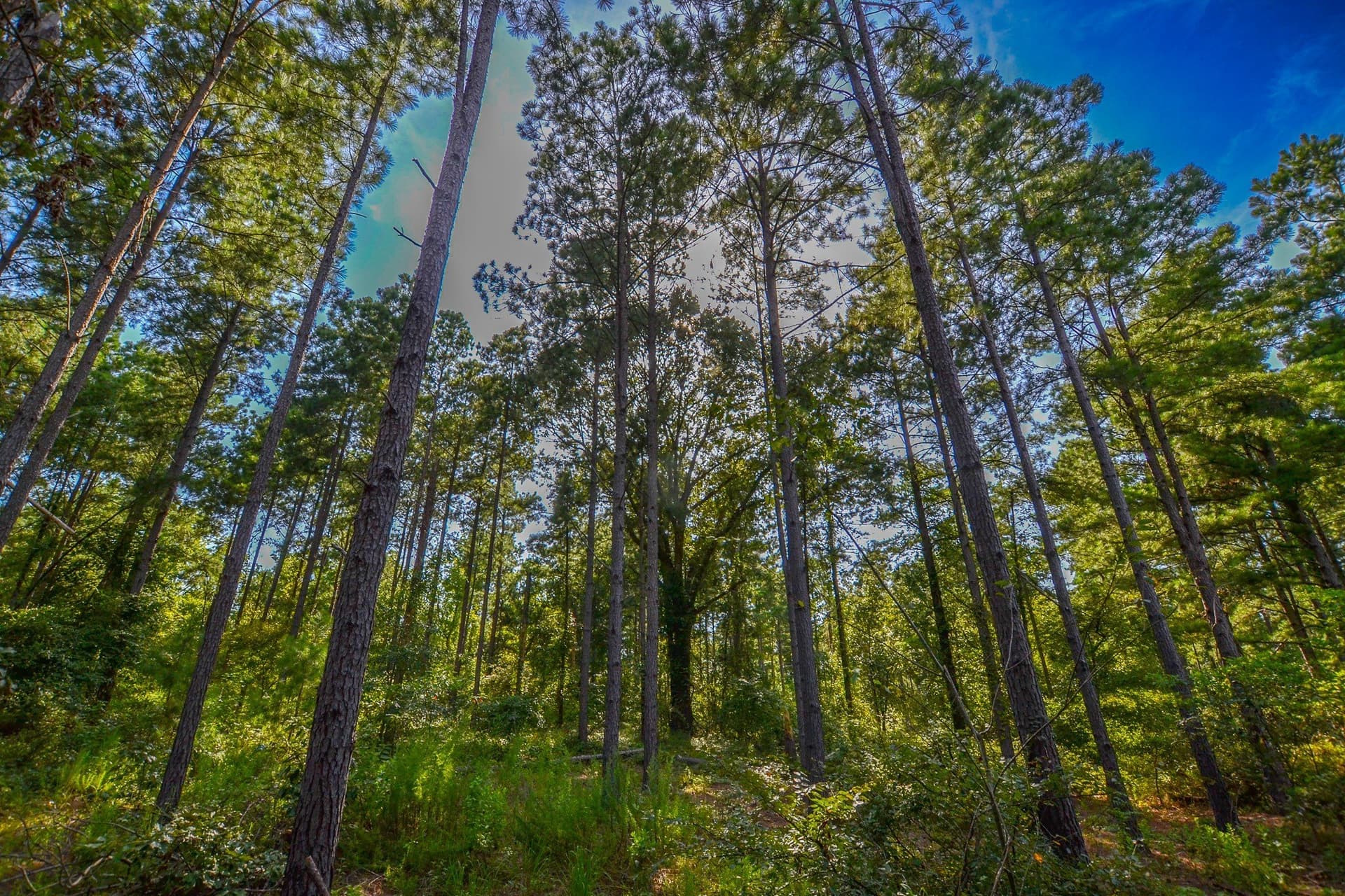 48 acres in Henderson County - photo 5