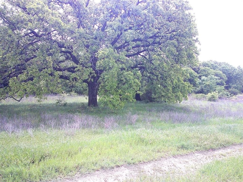 17 acres in Montague County gallery image 3