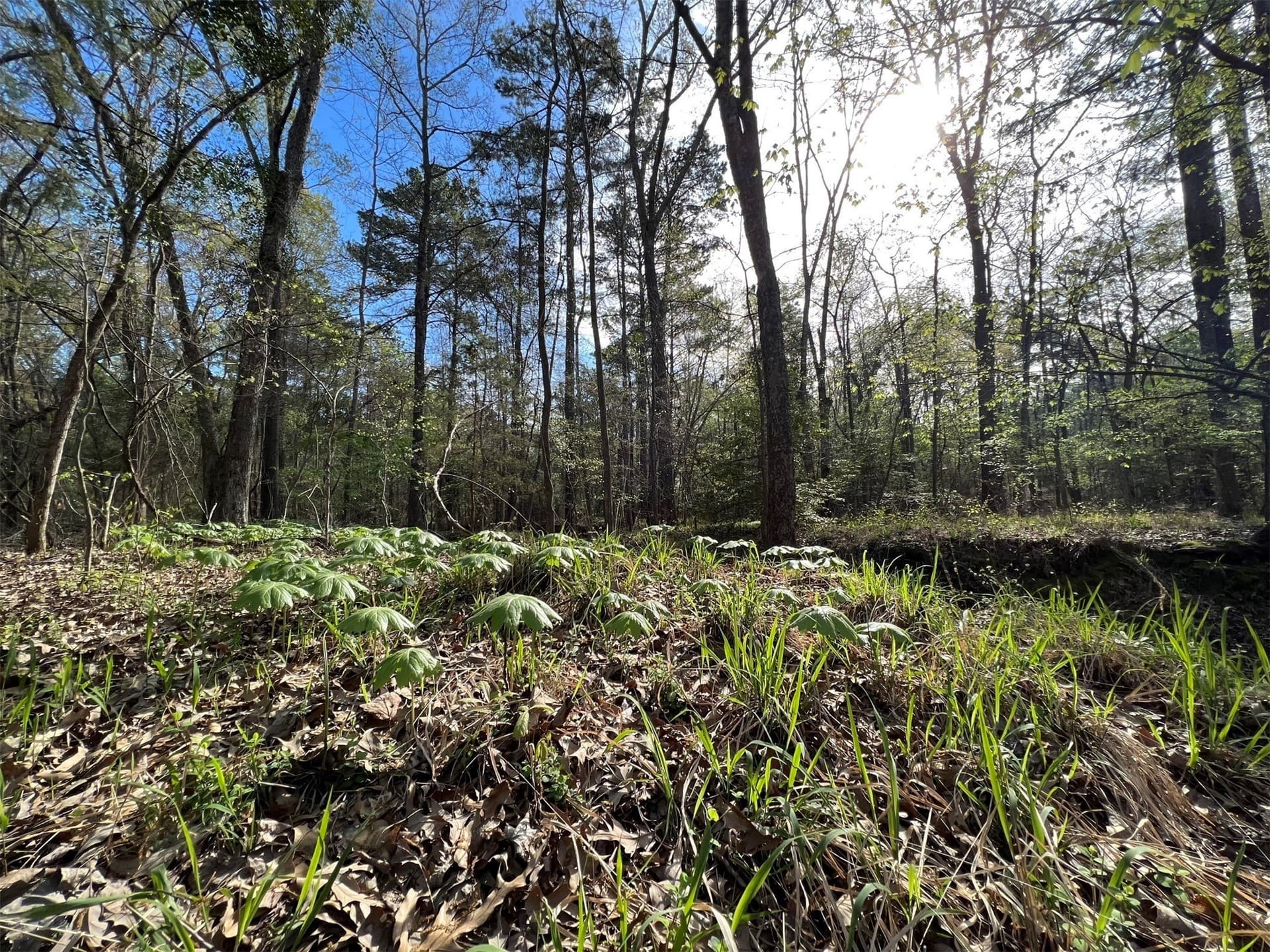74.45 acres in Smith County gallery image 2